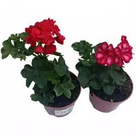 Pelargonium Peltatum mix K12 CM