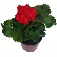 Pelargonium Zonale mix  K12CM