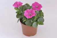 Petunia Veranda mix K12CM