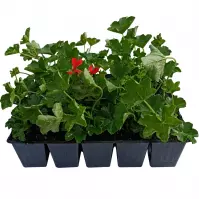 Pelargonium Peltatum 10 PACK