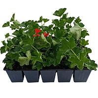 Pelargonium Peltatum 10 PACK