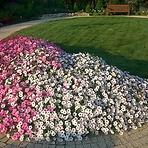 Petunia Vista