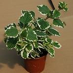 Plectranthus
