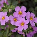 Bacopa mix K10CM