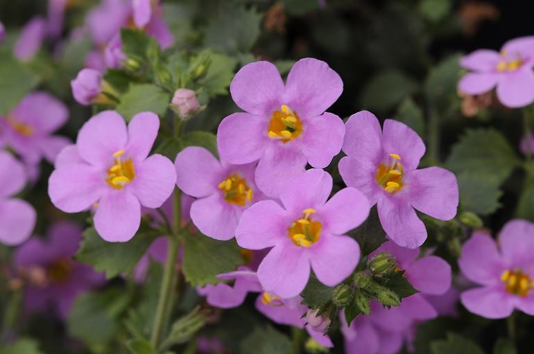 Bacopa mix K10CM