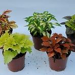 Coleus mix K10CM