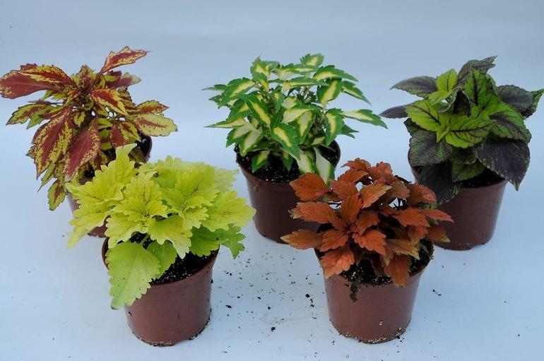 Coleus mix K10CM