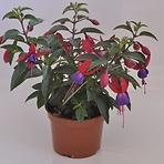 Fuchsia mix K10CM