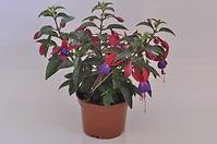 Fuchsia mix K10CM