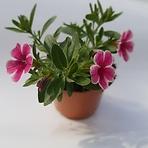 Calibrachoa mix K10CM