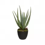 Roślina w doniczce Aloes H44cm