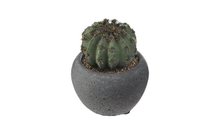 Roślina w doniczce Kaktus kilku gatunków