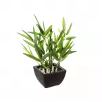 Roślina w doniczce Bambo H26CM