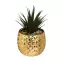 Roślina w doniczce Ananas W21cm więcej kolorów,2