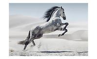 Obraz na szkle Biały koń 120x80cm