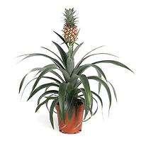 Ananas 12/40