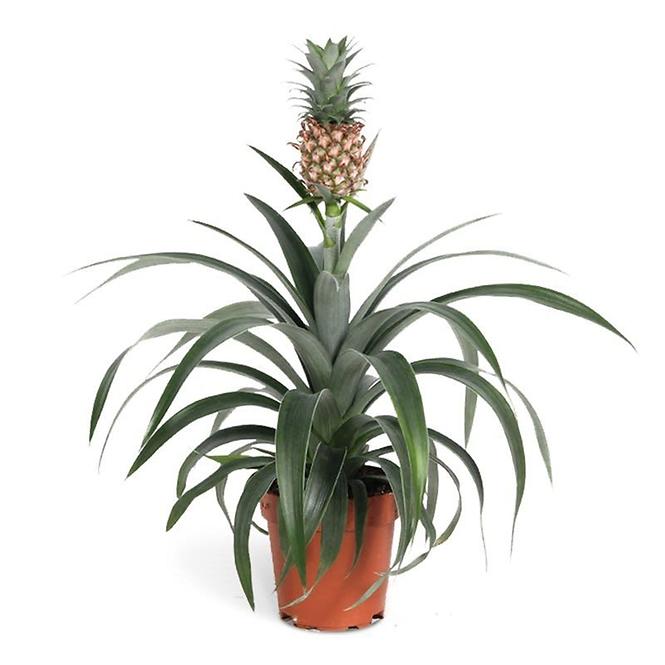 Ananas 12/40