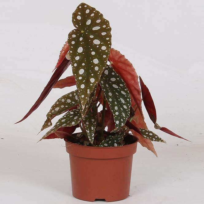 Begonia maculata 14/35