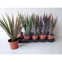 Dracena mix 12/35