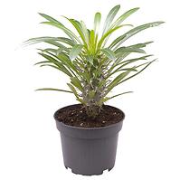 Pachypodium lamerii K12