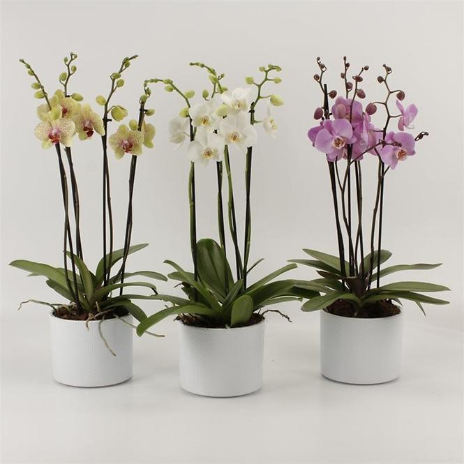 Phalaenopsis dekoracja a12 k20