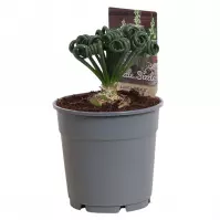 Albuca spiralis frizzle sizzle 12 /25