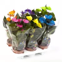 Anthurium andreanum picasso mix 12/40