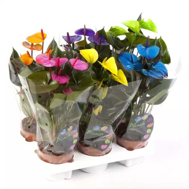 Anthurium andreanum picasso mix 12/40