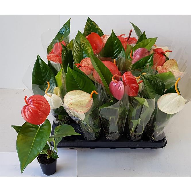 Anthurium scherzerianum 6/30