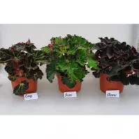 Begonia special mix 12/25
