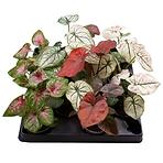 Caladium mix 6/12