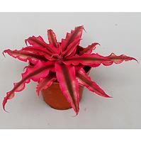 Cryptanthus rubin star 9/15