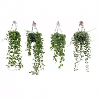 Dischidia mix 14/40