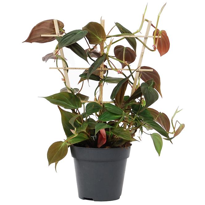 Philodendron scandens micans 12/40