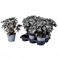 Pilea silver tree 14/25