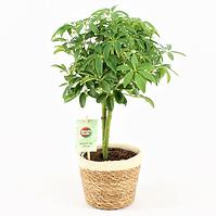 Schefflera luseana 14/40