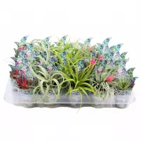 Tillandsia airplant mix 15cm