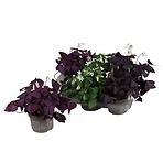 Oxalis mix  12/20