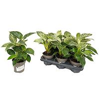 Philodendron white wave 12/25