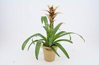 Guzmania 13/45