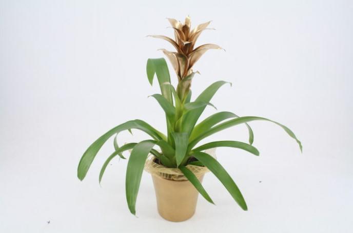 Guzmania 13/45