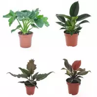 Philodendron mix 12/30