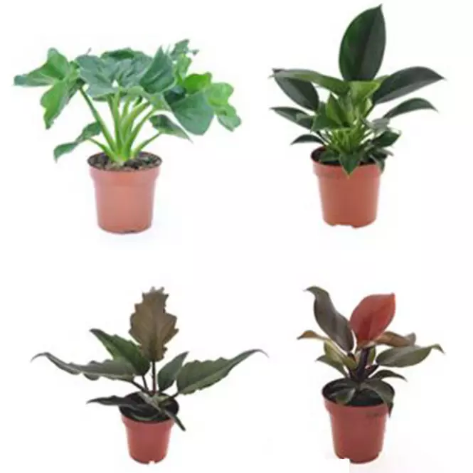 Philodendron mix 12/30