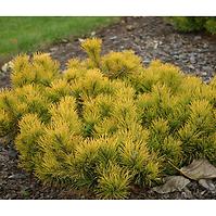 Pinus mugo carsten wintergold C5 30-40