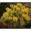 Pinus mugo carsten wintergold C5 30-40,2