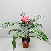 Aechmea fascinata 15/60