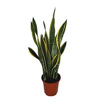 Sansevieria laurentii 21/65