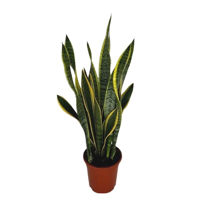 Sansevieria laurentii 21/65