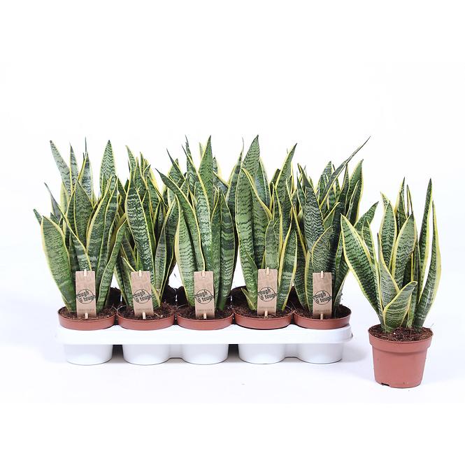 Sansevieria laurentii 21/65