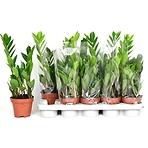 Zamioculcas 12/40
